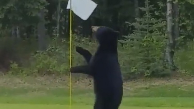 Ovakvog medvjeda još niste vidjeli, jer on igra golf (VIDEO)