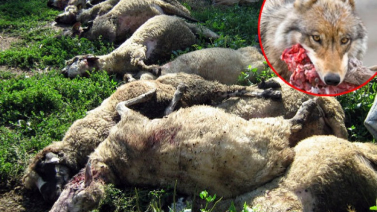 Vukovi zaklali 12 ovaca i troje jagnjadi