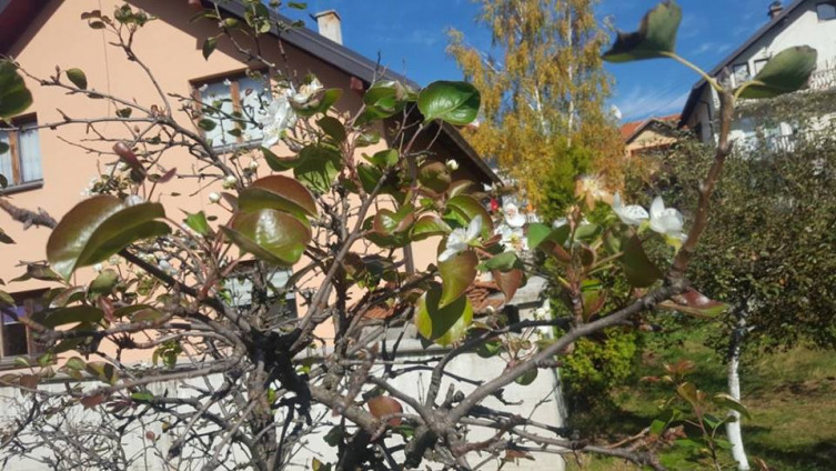 Neobičan prizor u Butmiru: Kruške cvjetaju i u oktobru! 