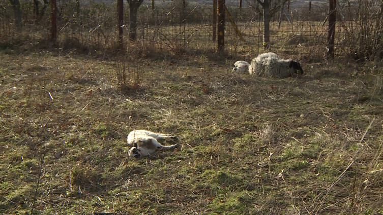 Bihać: Psi lutalice napali stado ovaca