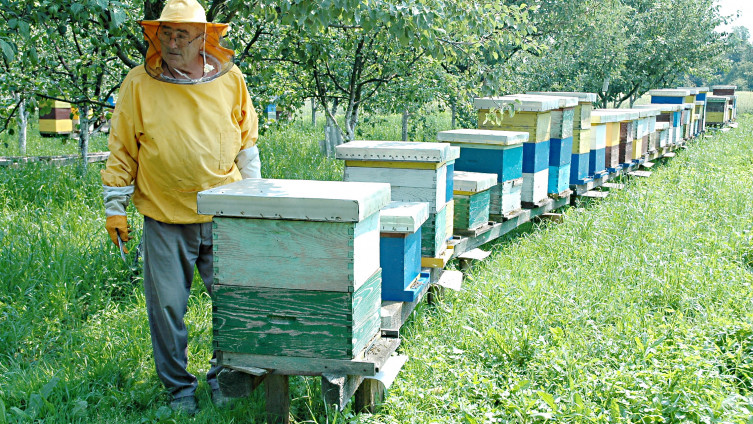 Druženje sa pčelama je zdrav i koristan hobi koji produžava život 