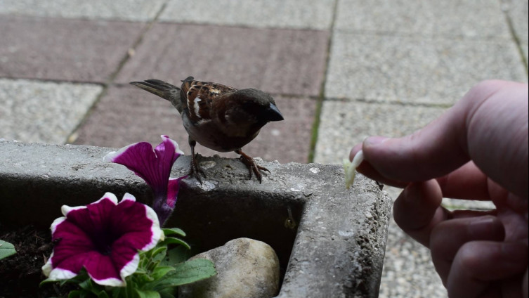 Morate biti pravi sretnik: Pogledajte kako vrabac jede iz ruke