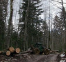 Sindikat šumarstva BiH traži zaštitu radnih mjesta