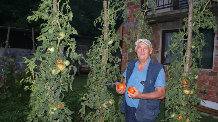 Josip Barišić, uzorni poljoprivrednik: Kukuruz obrao u avgustu, proizveo paradajz od tri metra