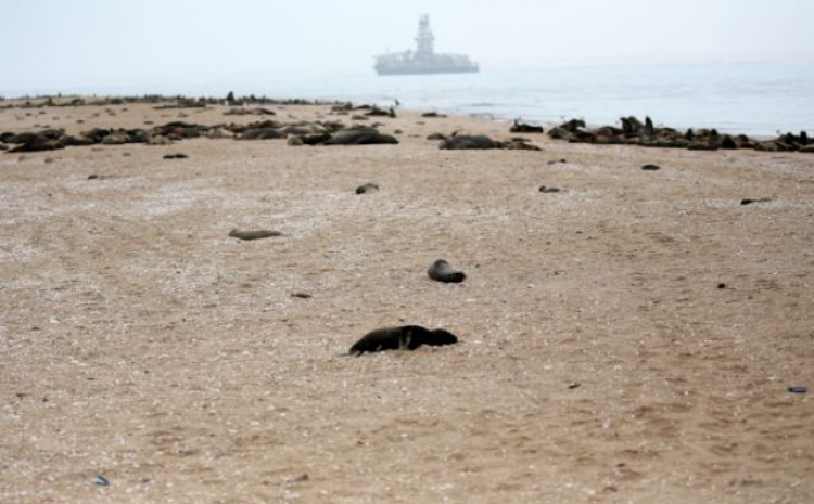 Pronađeno 7.000 uginulih foka na obali poluotoka Pelikan Point