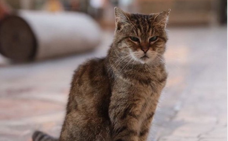 Svijet napustila mačka Gli, simbol Istanbula i Aja Sofije 