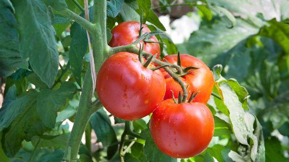 Idealna hrana za paradajz: Uduplat će plodove i bit će otporan na bolesti