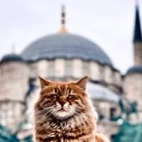 Mačke u islamskom svijetu imaju posebno mjesto: Evo i zašto